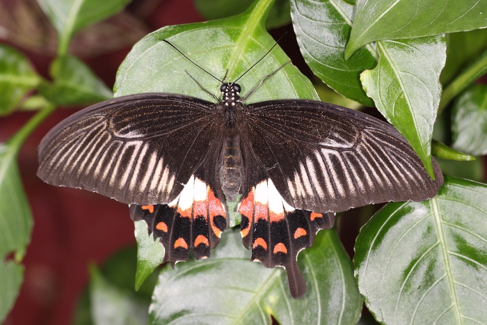 Sortie 1er aout - Papillorama - 049